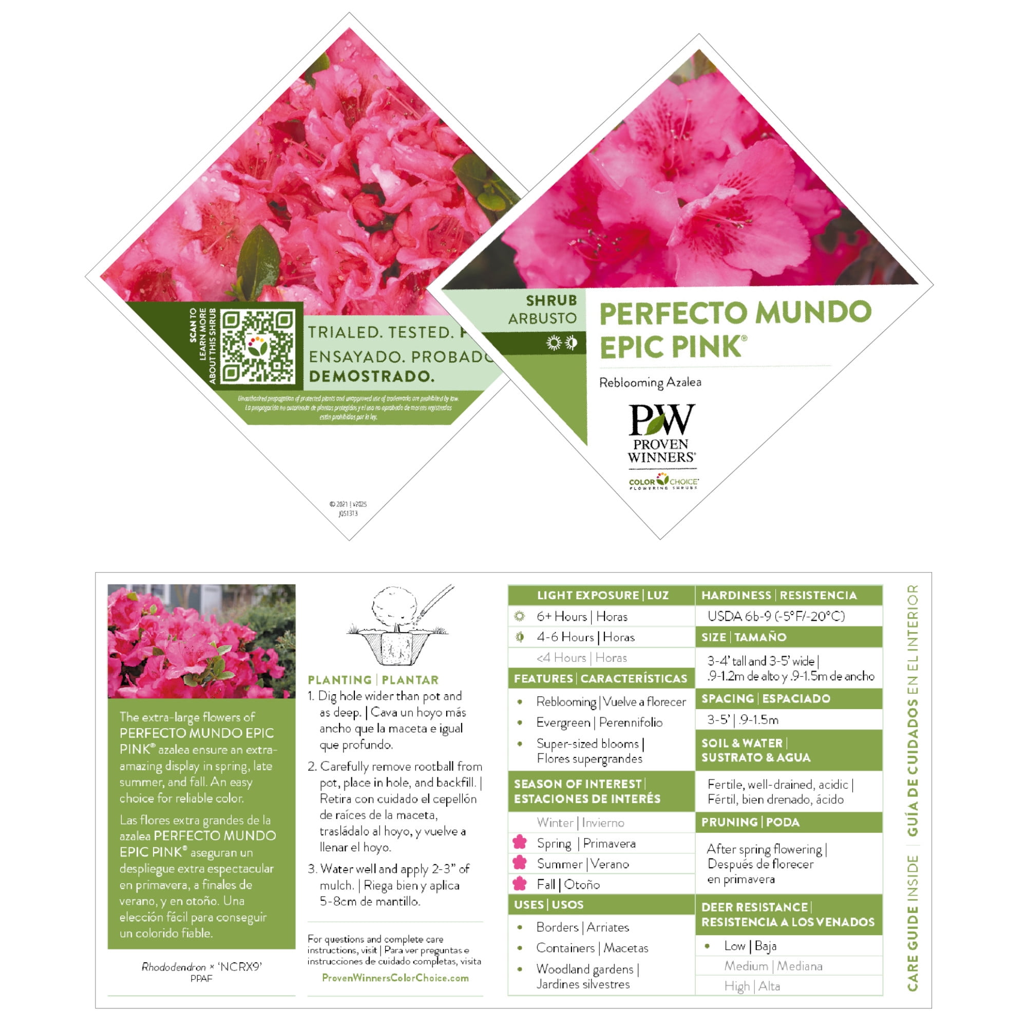 Proven Winners ColorChoice 5" Perfecto Mundo Epic Pink Reblooming Azalea Live Plant in 4.5" Pot (4 Count)