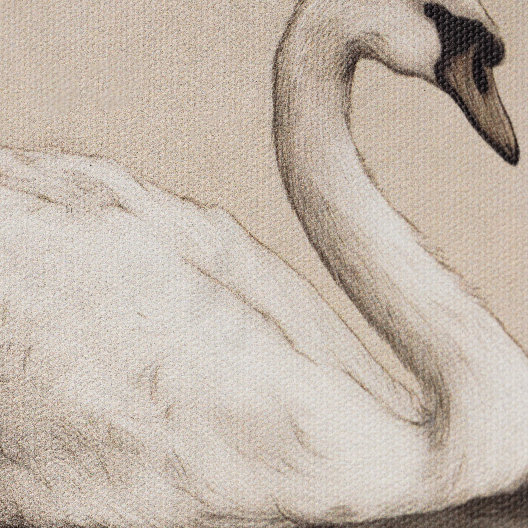 My Texas House Spring Art Peaceful White Swan Framed Canvas w/Velvet Hanger 8x6