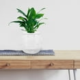 thumbnail image 1 of OUNONA Transparent Plastic Fish Tank for Desktop Feeding with Easy Maintenance and Fall Resistant Design, 1 of 8