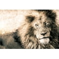 thumbnail image 2 of Seifinger, Toby 24x17 Black Ornate Wood Framed with Double Matting Museum Art Print Titled - Lion-King, 2 of 4