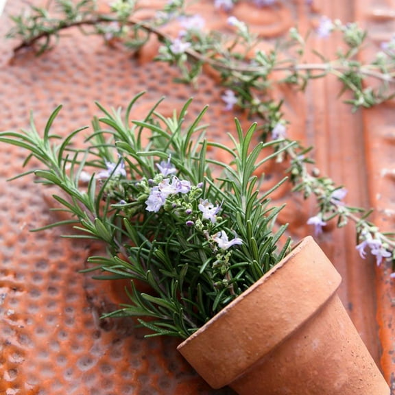 Rosemary Herb Seed - 125 mg - Non-GMO, Heirloom, Open Pollinated - Culinary Herb Gardening Seeds