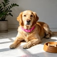 thumbnail image 5 of Reflective Adjustable Collar For Small Medium And Cats Neck Band, 5 of 5