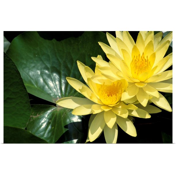 Great Big Canvas Two Yellow Water Lilies Close Up Lily Pad Poster Print Walmart Com Walmart Com