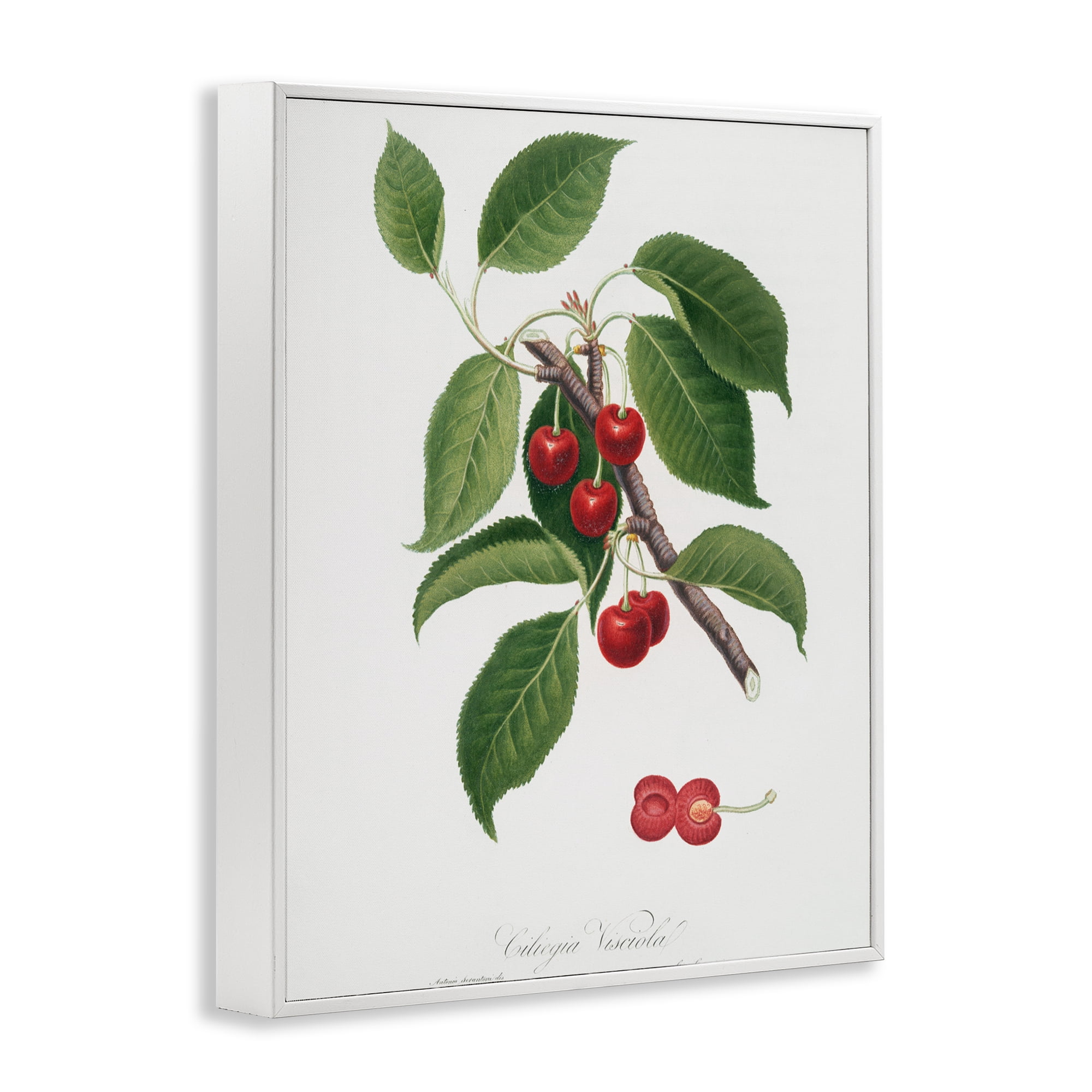 Latin Study of Cherry Plant White Framed Giclee Art, design by Lettered and Lined