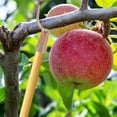 thumbnail image 3 of 10Pcs Tree Branch Supports Tree Branches Stakes Tree Straightening Devices Garden Plants Supports, 3 of 8