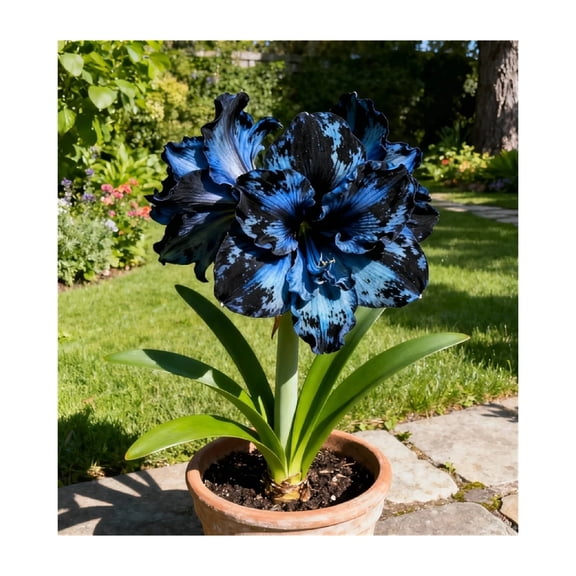 Amaryllis, Low Maintenance - Easy Grow - Ideal for Beds Borders, Plant Pots & Planters