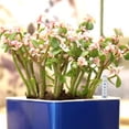 thumbnail image 3 of Medidor de Humedad de Plantas Shamjiam Indicador de Nivel de Agua Blanco 2 piezas 22,5 cm, 3 of 4