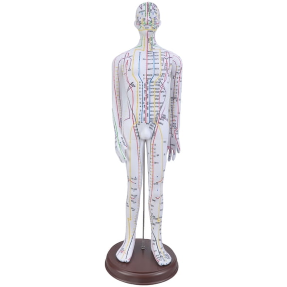 20.47In Human Acupuncture Model with Acupoints and Meridians for Student and Beginner Acupuncture Acupunture Practice
