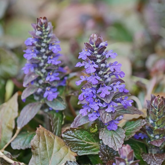 Brighter Blooms - Chocolate Chip Ajuga Plant, 1 gal - No Shipping to AK, AZ, HI