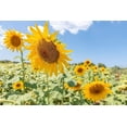 thumbnail image 2 of Silver, Richard 24x17 Gold Ornate Wood Framed with Double Matting Museum Art Print Titled - Sunflowers I, 2 of 4