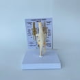 thumbnail image 4 of Modelo de Rodilla Modelo Anatómico de Articulación Modelo de Esqueleto Canino Anatomía del Esqueleto Animal Regalo de Médica, 4 of 5