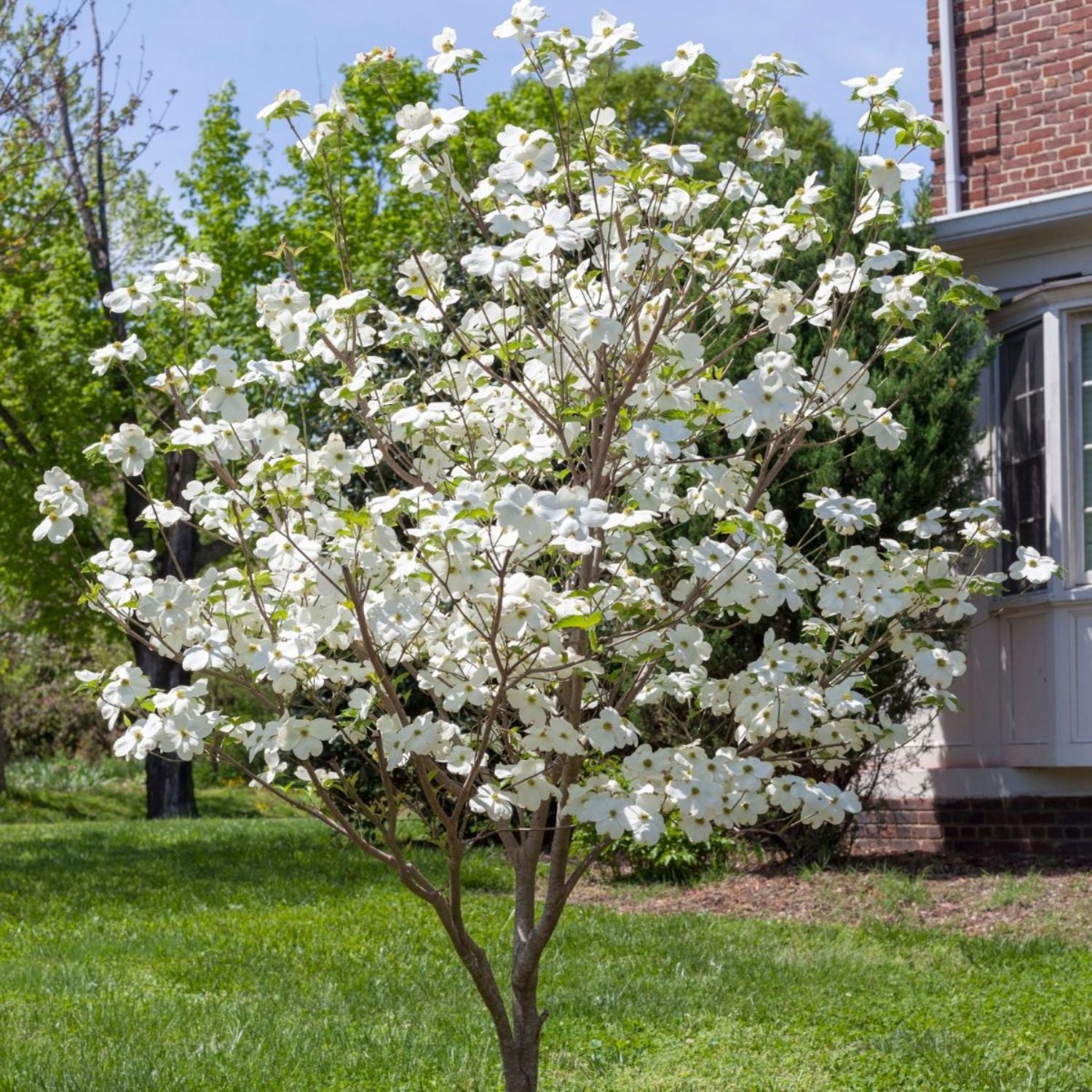 Expert Gardener 2-3 ft. tall Appalachian Mist Dogwood Live Tree in 5- Gallon Grower Pot