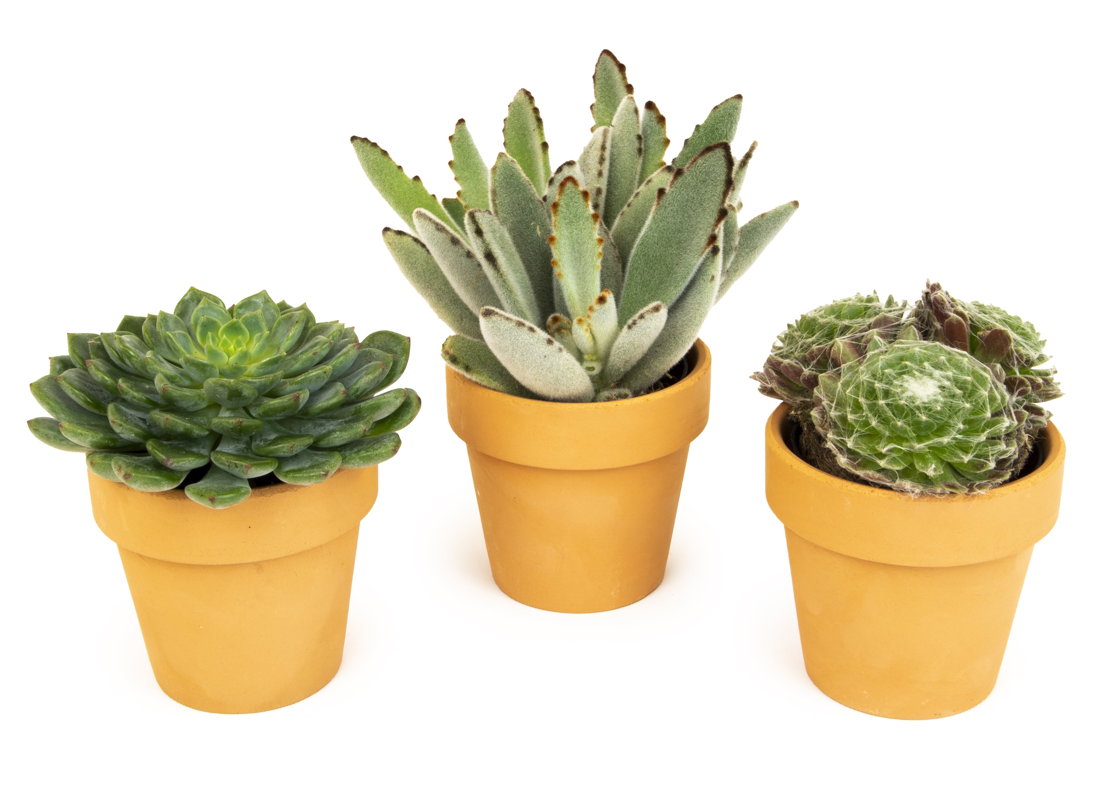 仙人掌　live on refugee Live On Refugee EP -限定7インチ-/仙人掌｜HIPHOP/R&B