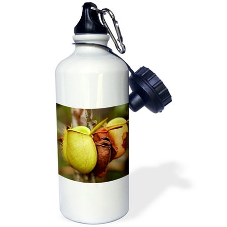 3dRose Borneo, Malaysia, Sarawak, Pitcher plant flora-AS23 JST0032 - Jay Sturdevant, Sports Water Bottle, 21oz