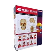 4D Master 4D Human Anatomy - Didactic Exploded Skull Anatomy Model