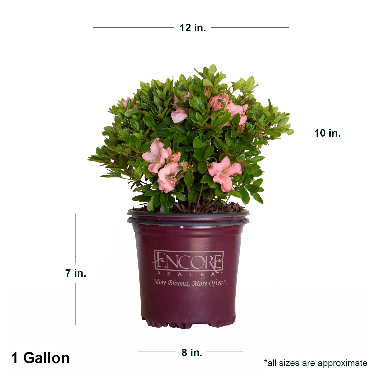 Encore Azalea Autumn Debutante (1 Gallon) Pink Flowering Shrub - Full Sun Live Outdoor Plant