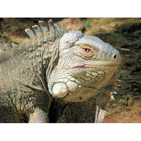 Framed Art for Your Wall Reptile Nature Iguana Bonaire Beast 10x13 (Best Reticle For Long Range Shooting)