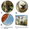 thumbnail image 3 of Designart "Prairies Guardians White Sheep s Watchful Eyes I" Animals Floater Framed Wall Art Living Room, 3 of 7