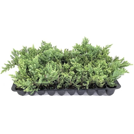 San Jose Juniper 3 Live Plants Juniperus Chinensis Bonsai Drought Tolerant Cold Hardy Evergreen Groundcover