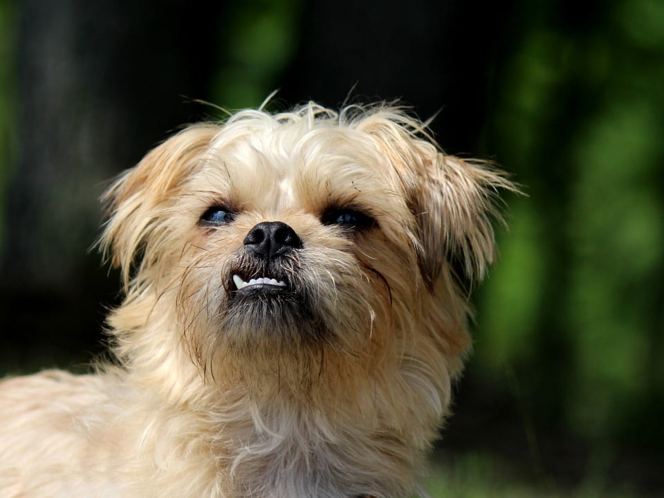 cute brussels griffon