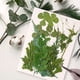 thumbnail image 3 of Cateissary Hoja seca natural DIY Planta en relieve Hojas prensadas Decoraciones Hogar para tarjetas de boda de resina Hoja verde 12 Type1 NO1, 3 of 6