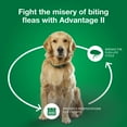thumbnail image 4 of Advantage II Vet-Recommended Flea Prevention for Medium Dogs 11-20 lbs, 4-Monthly Treatments, 4 of 8