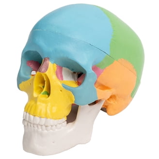 4D Human Hand Anatomy Model - Walmart.com