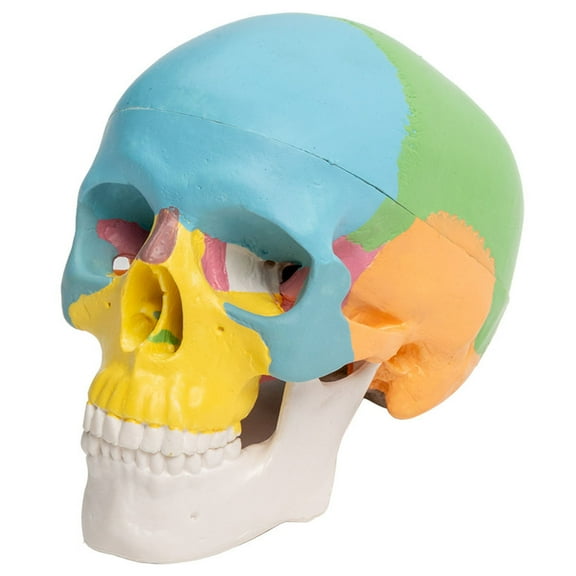 Human Anatomical Disassembled Color Skull Model Human Organs Anatomical Model Detachable Science Anatomy Model for Study