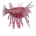 thumbnail image 3 of Decoración Luminosa Para Pecera De León, Adorno De Acuario Artificial Respetuoso Con El Medio Ambiente, Acuario De Silicona Para Pecera, 3 of 7