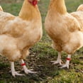 thumbnail image 4 of Ensemble de 50 Anneaux d'Identification Numérotés pour Cuisses de Poulet Rouges à Clipser pour Ferme 16Mm Plastique, 4 of 6