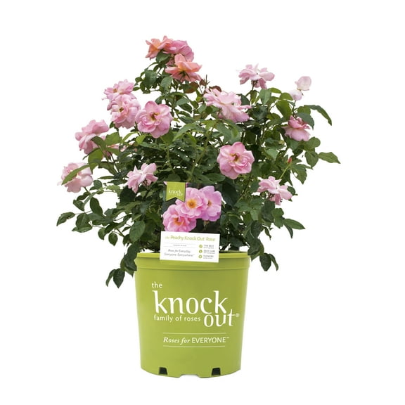 Knock Out Roses Peachy Knock Out Rose 3 Gallon (Rosa) Pink Petals with Yellow Center of the Flowers Are Disease Resistant Live Outdoor Plant