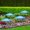 J, variant on Toycle Plant Umbrella For Outdoor Plants Adjustable Sun Protection Umbrella Garden Umbrella For Planters Potted Plants Shade Cover For Planter Pot(L,metal)