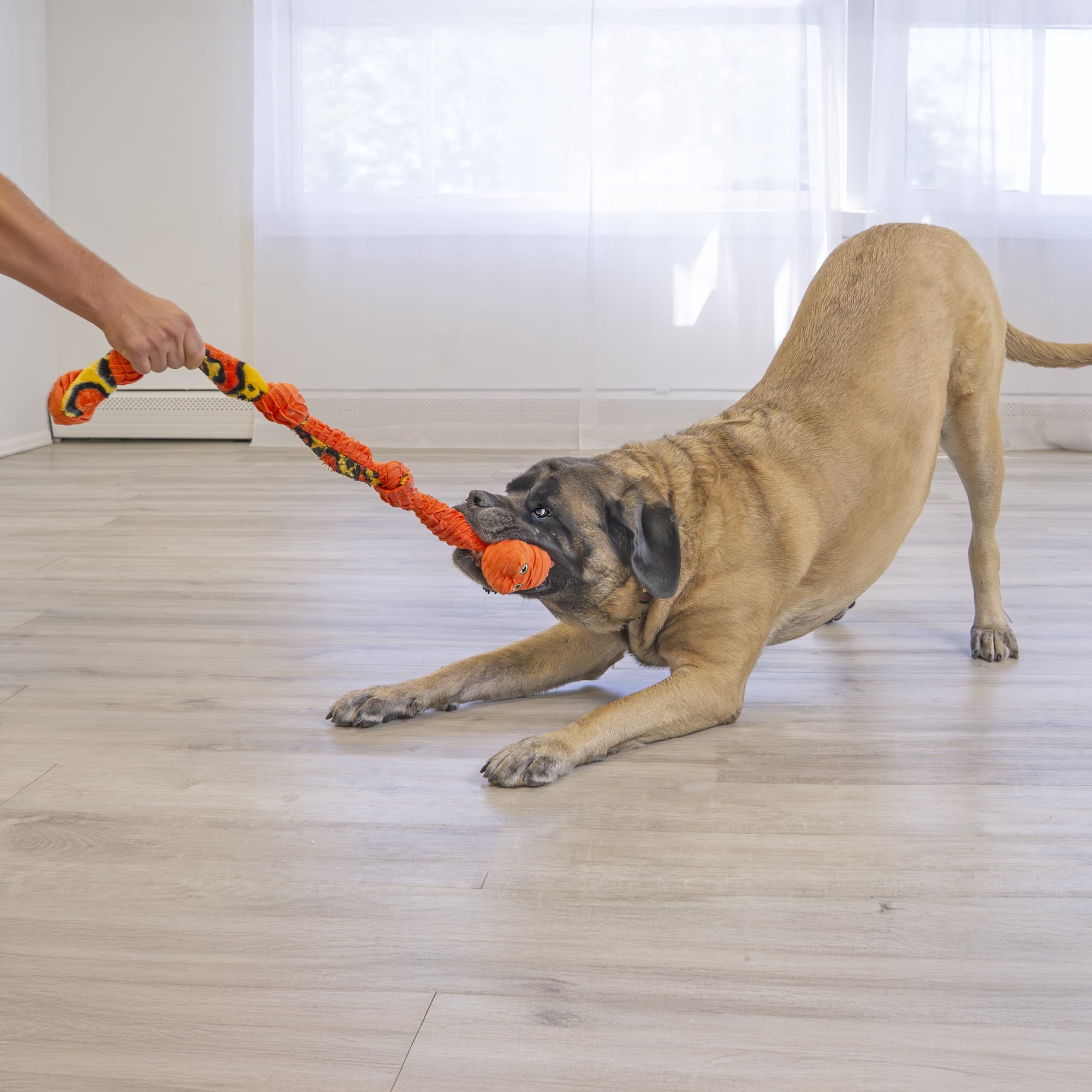KONG® Knots Squeaker Dog Toy, Snake, Medium/Large