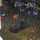 thumbnail image 5 of Flotador creativo de cabeza de hipopótamo, flotador de piscina de cabeza de hipopótamo falsa realista boca cerrada, 5 of 8