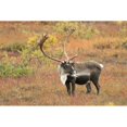 thumbnail image 2 of Adult Bull Caribou Stands In Fall Foliage Denali National Park Interior Alaska Autumn Poster Print, 2 of 4