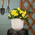 thumbnail image 5 of Better Homes & Gardens 2QT Yellow Begonia Live Annual Plant Shade 3-Pack, 5 of 7
