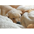 thumbnail image 2 of Schell, Jennie Marie 18x14 Gold Ornate Wood Framed with Double Matting Museum Art Print Titled - Dog Lab Puppy Sleeping, 2 of 4