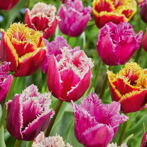 TASC Tulip Flower Bulbs-Tulip Fringed Assorted (20 Bulbs)