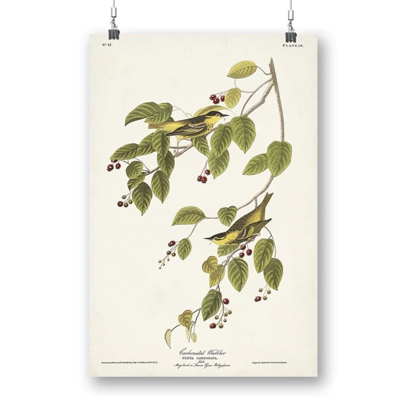 Carbonated Warbler Poster - John James Audubon Designs,