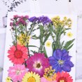 thumbnail image 2 of Juego de 30 flores secas hechas a mano, material de flores mixtas, muestras de plantas de flores para el hogar., 2 of 7