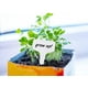 thumbnail image 3 of Blanco, 10x6CM, 100 Piezas Etiqueta de Planta Etiqueta de Plántula Jardín Plantación de Vegetales Plástico Impermeable al Aire Libre, 3 of 5