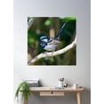thumbnail image 2 of Wren ~ Superb Fairy-Wren Xsbp89Zc By David Irwin Poster Wall Art, Modern Wall Decor For Living Room Bedroom, 30x30 UNFRAMED, 2 of 3