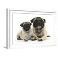 thumbnail image 1 of Fawn Pug and 8 Week Puppy, Animals Framed Art Print Wall Art by Mark Taylor Sold by Art.Com, 1 of 5