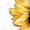 Yellow, variant on Eagokdc 3/4 Capris Pants for Women Loose Plain Casual Wide Leg Cotton Capri Pants With Pockets Size S-2XL