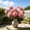 Hot Pink, variant on Artificial Spider Mum Firework Flower Bouquet Fade Resistant Silk Fake Chrysanthemum Home Wedding Vase Centerpiece Decor,Hot Pink