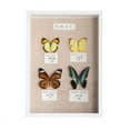 thumbnail image 1 of Miangastore Elegant Wooden Picture Frame Stand Butterfly Display Case For Flowers Art Projects, 1 of 8