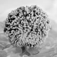 thumbnail image 3 of Blaustein, Alan 15x15 Black Modern Framed Museum Art Print Titled - Crystal Cove - 43, 3 of 5