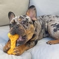 thumbnail image 2 of Juguete Nylabone Hueso Sabor Queso Mediano PowerChew, 2 of 14