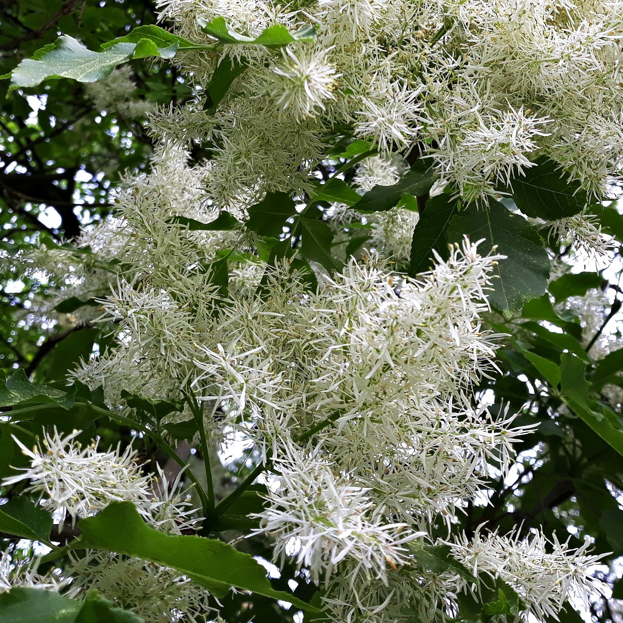 National Plant Network 1 gal. White Fringe Tree