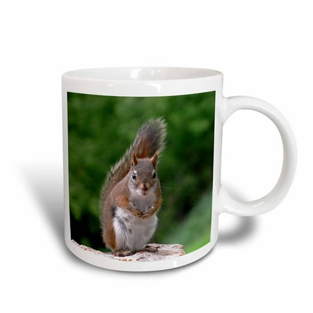 Attitude Squirrel - 3dRose Red Squirrel with Attitude, Ceramic Mug, 11-ounce